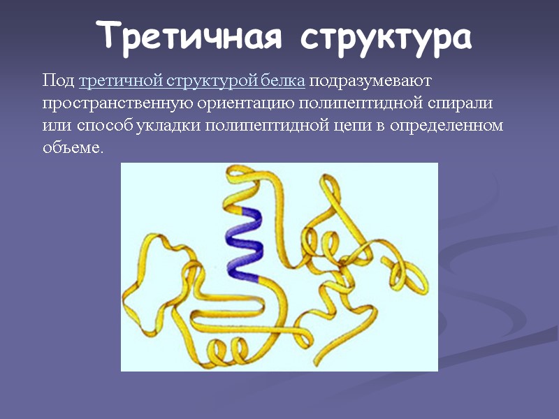 Третичная структура Под третичной структурой белка подразумевают пространственную ориентацию полипептидной спирали или способ укладки